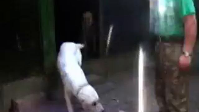 Команда "Место" в вольере. смотреть онлайн