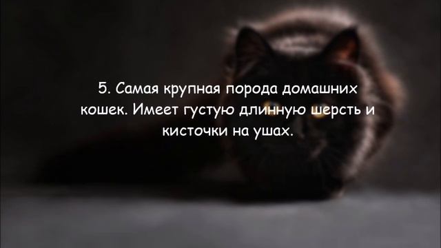 Отгадай породу кошки по описанию смотреть онлайн