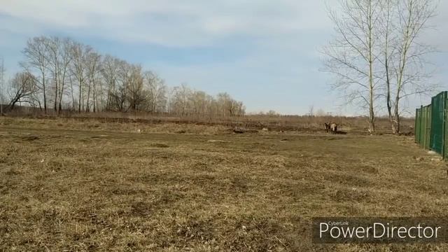 ЛПХ в деревне !! Экопродукты !! Работа на свежем воздухе. смотреть онлайн