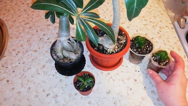 Мои адениумы🤦♀️🤦♀️ смотреть онлайн