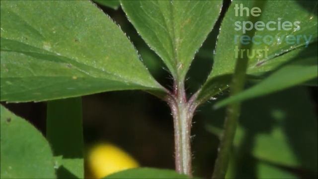 How To Identify Wood Anemone (Anemone Nemorosa)