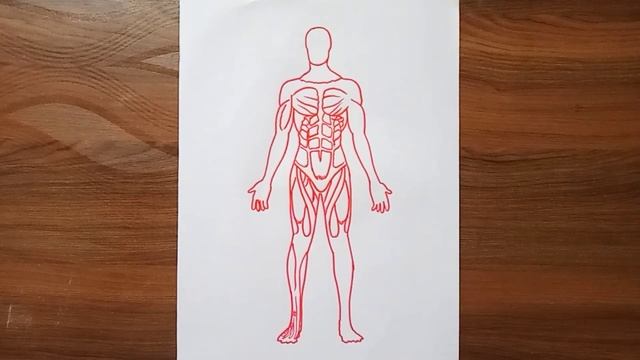 Muscular System Anatomy Diagram || Human muscle drawing || @TheAnatomyLab смотреть онлайн