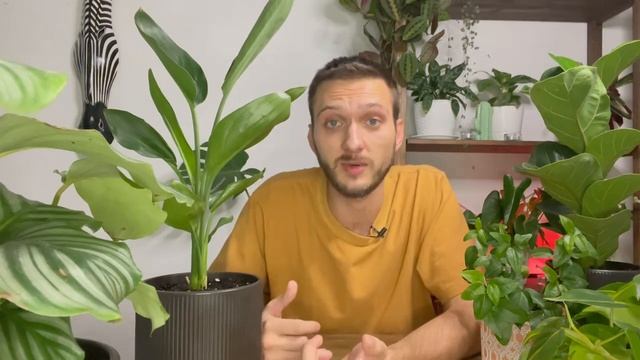 ЗДОРОВЫЕ И ЦВЕТУЩИЕ КОМНАТНЫЕ РАСТЕНИЙ С БИОПРЕПАРАТАМИ | 2 ЛЕКЦИЯ | АКАДЕМИЯ ЭКОДАЧНИКА