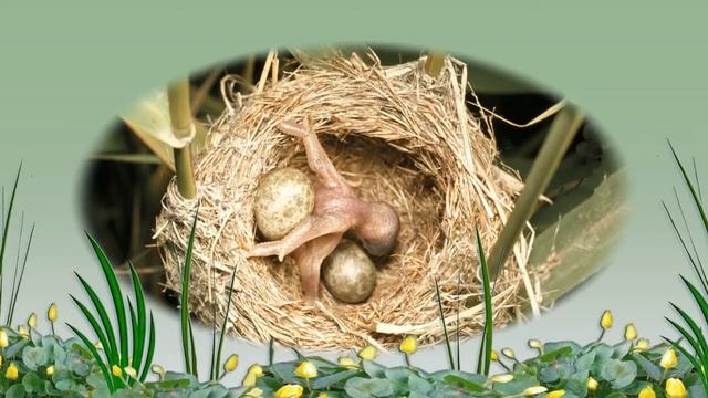 кукушка - заботливая мать смотреть онлайн