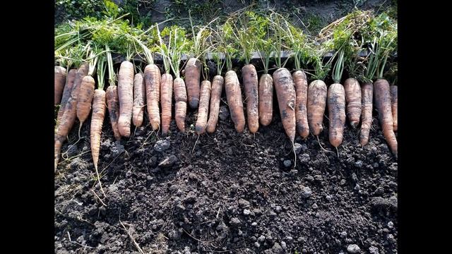 Секретный секрет крупной моркови смотреть онлайн