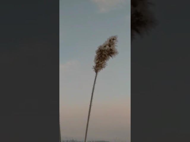 Ловля щеглов 5.1.2023. видео от Анатолия. смотреть онлайн