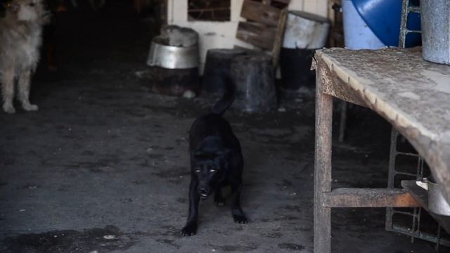 В гостях у приюта для бездомных животных "Доброе сердце" смотреть онлайн