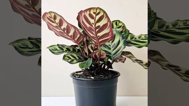 14 Best Calathea Plant Types | Calathea Plant Varieties List смотреть онлайн