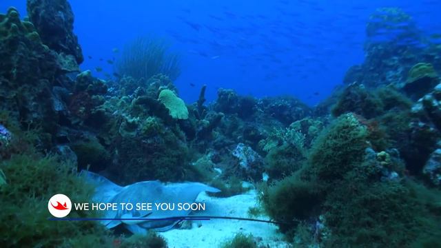 Experience the Ultimate Caribbean Diving Adventures with Ocean Encounters Curacao смотреть онлайн