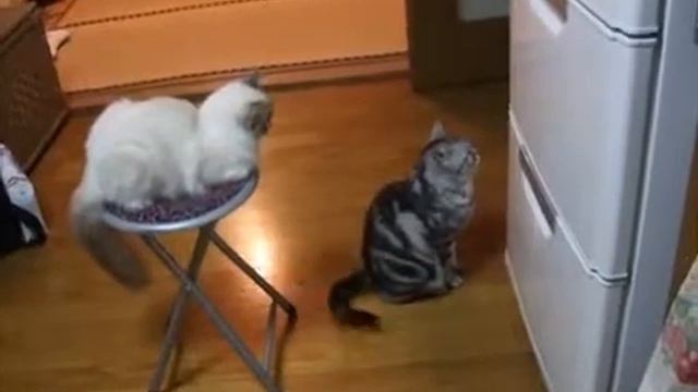 Кот танцует смотреть онлайн