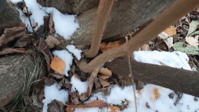 Лещина как опылитель. Полезное свойство мульчи. смотреть онлайн
