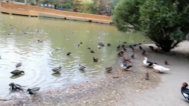 ГУСИ УТКИ смотреть онлайн