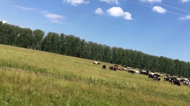 Дорога в Новочувашский смотреть онлайн