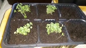 Базилик!!!!Пикировка!!!