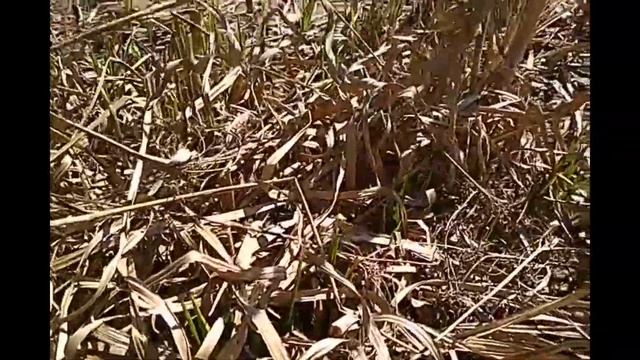 Сапропель или донный ил? Помогите определить, что это? смотреть онлайн