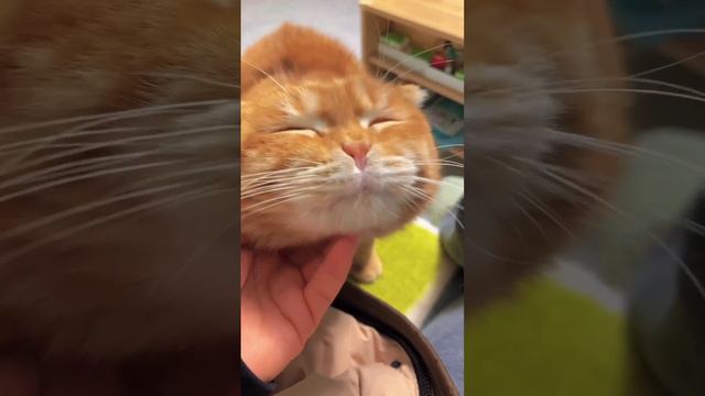 Рыжий мурк смотреть онлайн