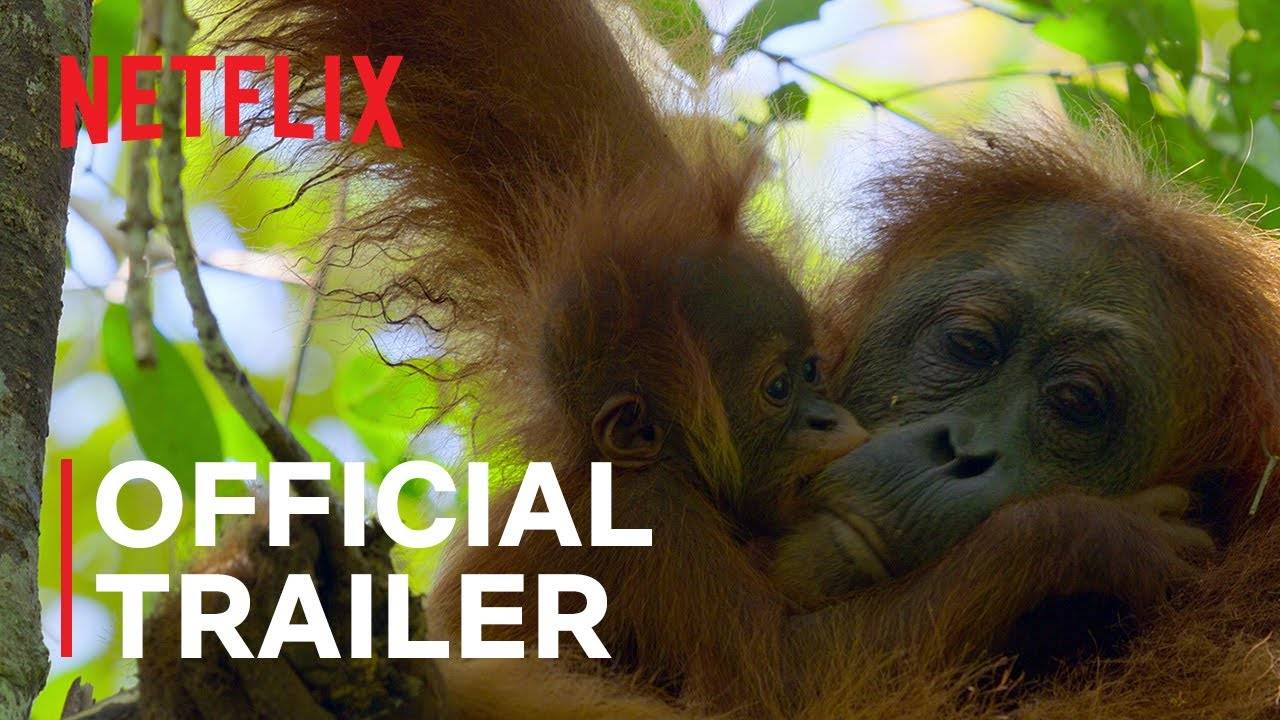 The Documentary Film Secret Lives Of Orangutans - Official Trailer | Netflix