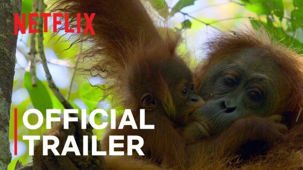 The Documentary Film Secret Lives of Orangutans - Official Trailer | Netflix