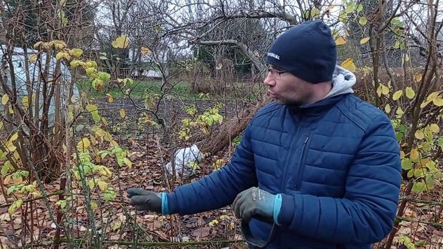Czy okrywać rośliny na zimę? смотреть онлайн