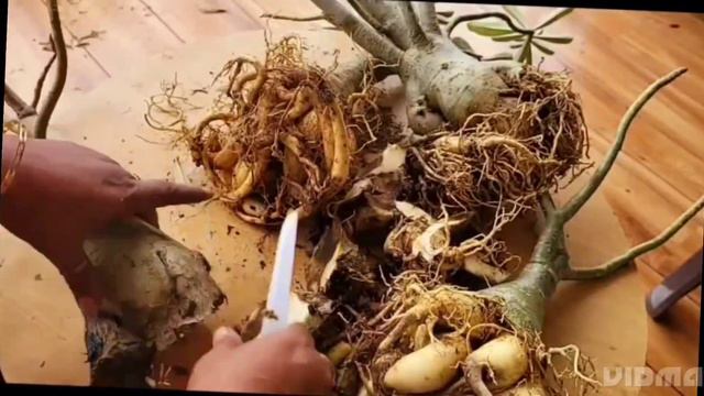 Adenium roots-rotting problem, kre ye jaruri kaam , kaise save kre apne adenium ko ! смотреть онлайн