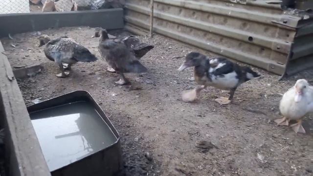 Уход и содержание индоуток (мускусные утки). Утятам 1,5месяца смотреть онлайн