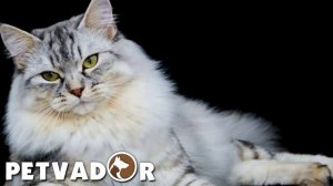 Сибирская кошка всё о породе. Сибирская порода кошек - характер, уход и содержание.