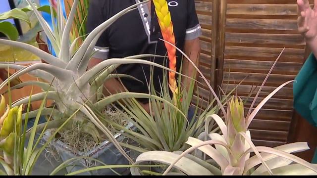 Easy to care for indoor and outdoor plants смотреть онлайн