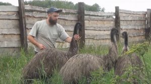 Как австралийские страусы Эму ведут себя в Сибири, интересные отношения к хозяину. Истории из жизни