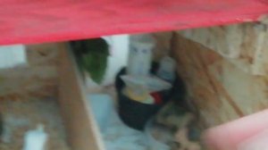 обзор на самодельную конюшню для лошадей шляйх