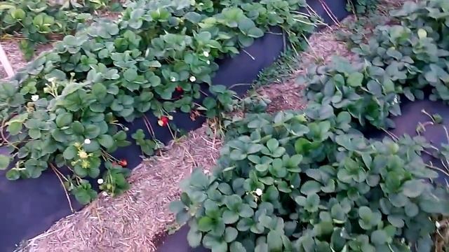 Что лучше для клубники солома или агроволокно / Выращивание клубники смотреть онлайн