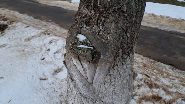 4 принципа обрезки обязательно посмотрите перед тем как подойти к дереву с секатором смотреть онлайн