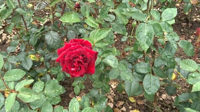 Rosa Var. Schwarze Madonna