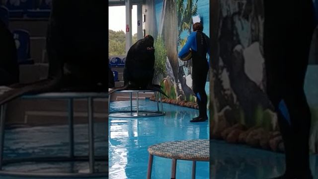 ? Дельфинарий в Минске, Чижовка ЗООпарк ????? смотреть онлайн