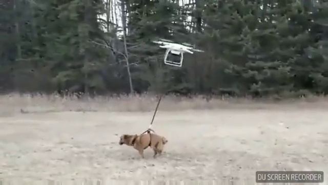 Как надо выгуливать собак(прикол) смотреть онлайн