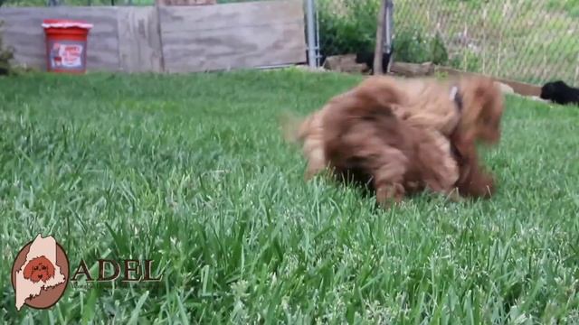 Mini labradoodle puppies at Adorable Down East Labradoodles! смотреть онлайн