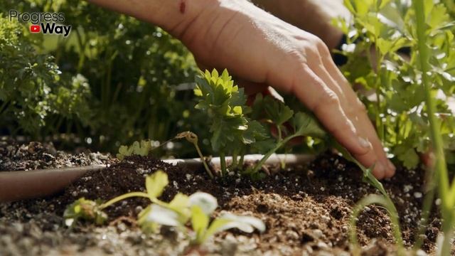 Раз В 10 Лет Подливаю Это Под Яблоню, Каждый Год Засыпает Яблоками Весь Огород смотреть онлайн