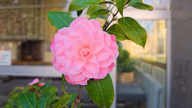 Камелия | Camellia