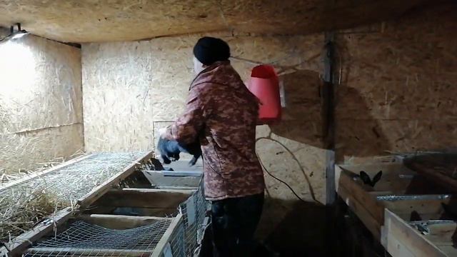 КРОЛИКОВОДСТВО В БЕЛАРУСИ смотреть онлайн