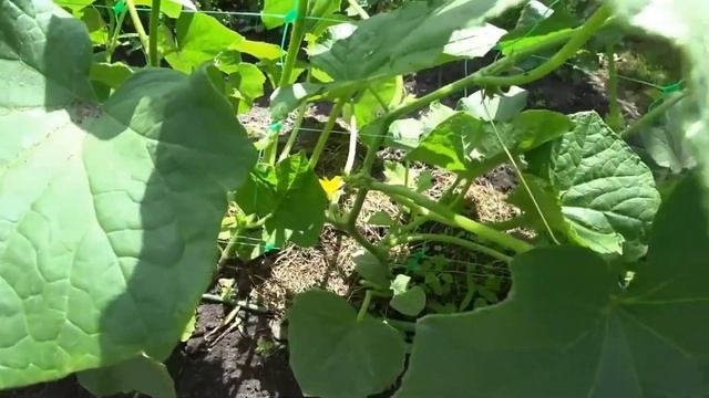 Теперь ВСЕГДА делаю это с ОГУРЦАМИ и урожай собираю с одного куста ведрами смотреть онлайн