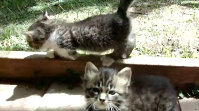 tabby munchkin kitten balancing 4 4 11 смотреть онлайн