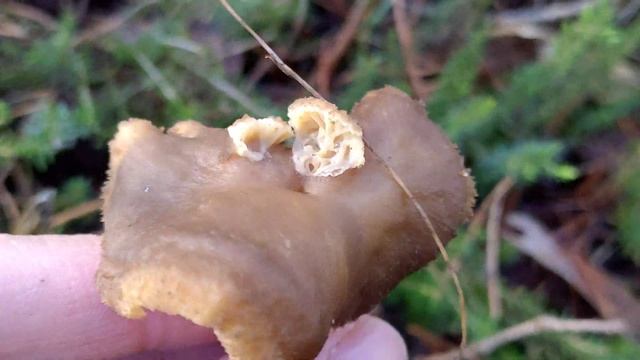 Setas "mutantes" Cantharellus tubaeformis, la gula de monte. смотреть онлайн