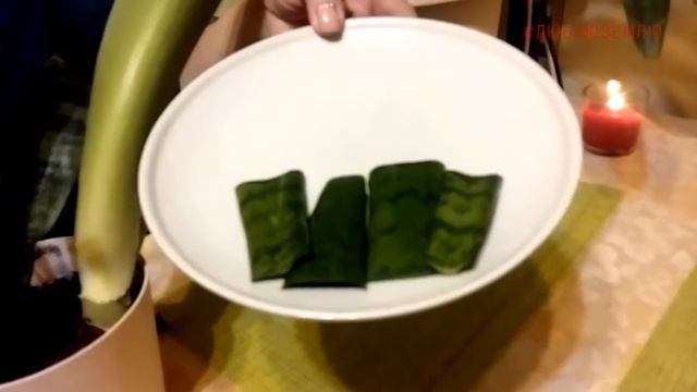 Сансевьера. Растение для темных углов. смотреть онлайн