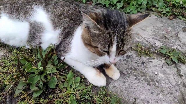 Что с Котом? Серьезный Мурчик, что-то его безпокоит, а теперь и меня. смотреть онлайн
