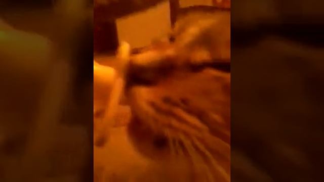 вот так мой кот любит детскую соску смотреть онлайн