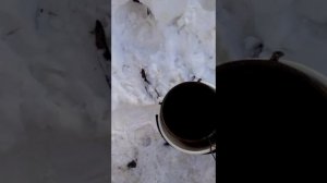 вымораживание вина