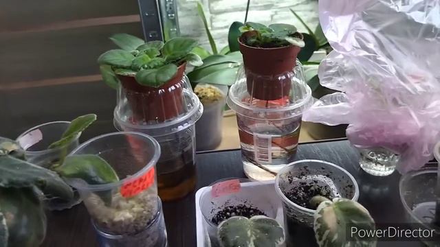 как укоренять фиалки и два способа укоренения смотреть онлайн