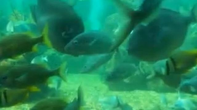 Miami SeaQuarium (must see!) смотреть онлайн