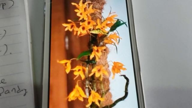 Rare species orchid - Dendrobium chantaboon sunrise - смотреть онлайн