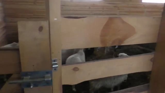 Купить домашнее козье молоко. Козы возвращаются домой с зимней прогулки смотреть онлайн