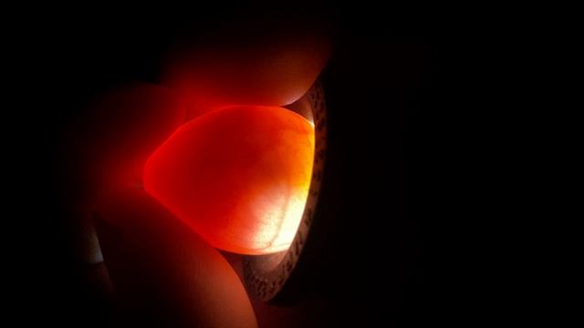Овоскопирование яйца Виргинский перепел смотреть онлайн